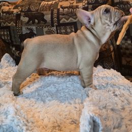 French Bulldog Puppies from OTF Frenchies