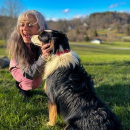 Miniature Australian Shepherds from Harley Farm Raised Miniature Australian Shepherds 2012