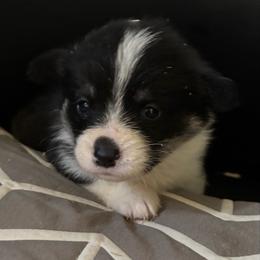 V-7 - Black and tan female Pembroke Welsh Corgi puppy in Sanford, Michigan from Tambali Pembroke Welsh Corgis
