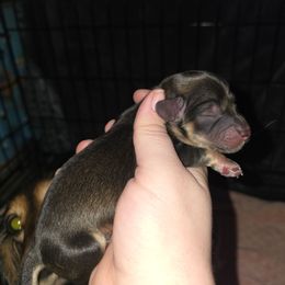 Dancer - Sable male Dachshund puppy in Windom, Minnesota from Aster Creek Dachshunds