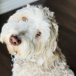 Australian Labradoodles, Goldendoodles, and Poodles from Leila Pearson