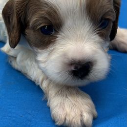 Tucker - Cream male Cavapoo puppy in Burke, New York from Patti’s Puppies