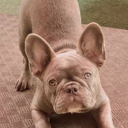 French Bulldogs from Calis Lineage