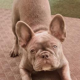 French Bulldogs from Calis Lineage