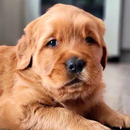 Golden Retriever Puppies from Carmel Bliss Golden Retrievers LLC