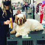Gabi - Clumber Spaniel