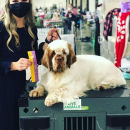 Gabi - Clumber Spaniel