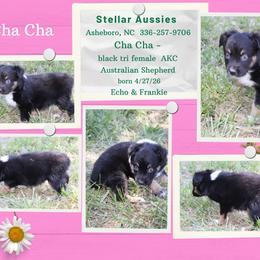 Cha cha - Black tri-color female Australian Shepherd puppy in Asheboro, North Carolina from Stellar Aussies