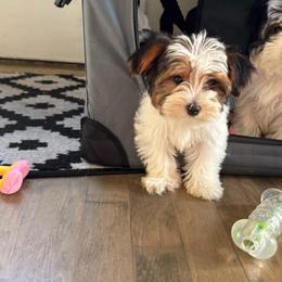 Boy Blue - Parti male Yorkshire Terrier puppy in Massachusetts from Happy Tail Yorkies and Maltese