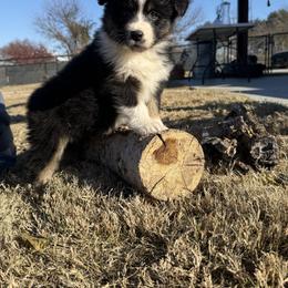 Australian Shepherd Puppies from Heritage Australian Shepherds