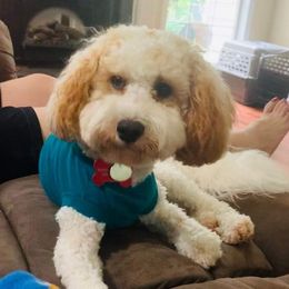 Cavapoo and Goldendoodle All Grown Up from Countyline Doodles LLC