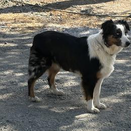 Girl 1 - Blue merle female Australian Shepherd puppy in Esparto, California from Cutting Up Ranch  Australian Shepherds