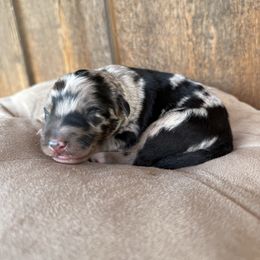 Sooner - Blue merle male Aussiedoodle puppy in Eastland, Texas from H5 Mini Doodles