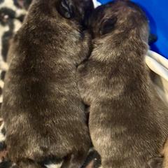 Brindke boy - Brindle male French Bulldog puppy in Tucson, Arizona from Couronne's French Bulldogs
