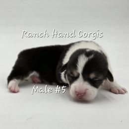 Pepper - Black and tan male Pembroke Welsh Corgi puppy in Powhatan, Virginia from Ranch Hand Corgis