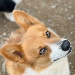 Elvis - White and red male Pembroke Welsh Corgi puppy in Adairsville, Georgia from R&R Corgis