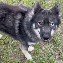 Stranger - Agouti and white male Siberian Husky puppy in Savannah, Georgia from Stacy's Siberian Huskies