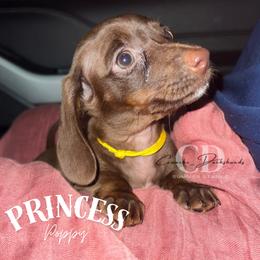 Dachshund Puppies from Camacho_Dachshunds