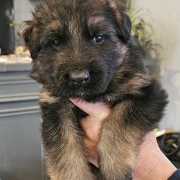 Mr Orange - Black and red male German Shepherd puppy in Newaygo, Michigan from Sterley Shepherds