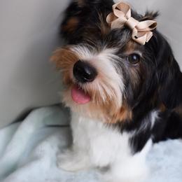 Kovu - Black tan and white male Biewer Terrier puppy in California from Skyridge Puppies