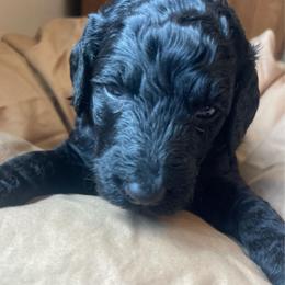 Black abstract male - Black and white male Bernedoodle puppy in Clarksville, Iowa from Iowa Heartland Doodles