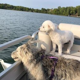 Bichon Frise All Grown Up from Phantom Bichons