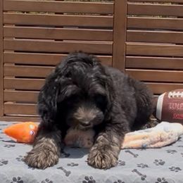 Romeo - Black and white male Sheepadoodle puppy in Glen Rose, Texas from Clevenger’s Sheepadoodle Fur Baby Farm