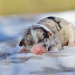 Clove - Blue merle female Miniature American Shepherd puppy in Stephenville, Texas from Diamond H Aussies