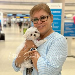 Maltese Puppies from Little Sweetheart Puppies