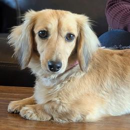 Persephone - Dachshund