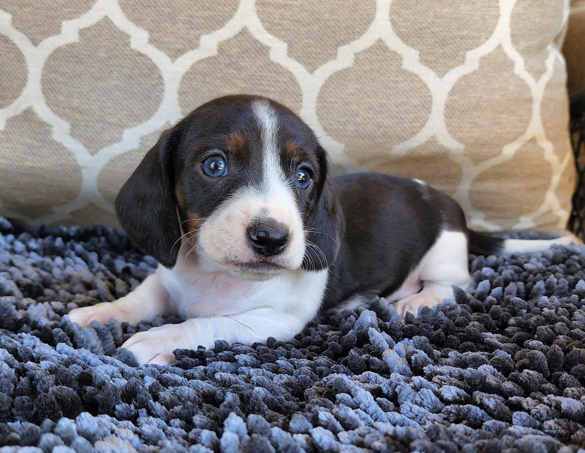 Darlin clearance desert dachshunds