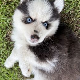 Sky - Black and white female Pomsky puppy in Scandinavia, Wisconsin from Bonnie’s Little Fluffys