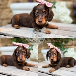Dachshund, Goldendoodle, and Sheepadoodle Puppies from Doodles & Doxies