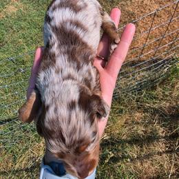 Edward - Dapple male Dachshund puppy in Stillwater, Oklahoma from Shade Tree Dachshunds
