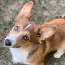 Pembroke Welsh Corgis from PWC Wiggle Butts