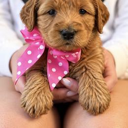 Miss Pink Collar - Gold female Australian Labradoodle puppy in Wake Forest, North Carolina from Lucky Country Labradoodles