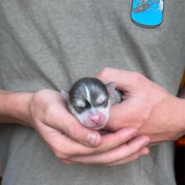 Boy 2 - Merle male Pomsky puppy in Grass Valley, California from Karalot Pomskies