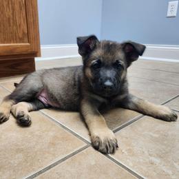 Yeti (Red Male) - Sable male German Shepherd puppy in Winchester, Kentucky from Del Lago Canine