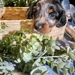 Boy 2 - Dapple male Dachshund puppy in Tennessee Colony, Texas from Hairy Wieners