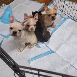French Bulldog Puppies from Donna Santora