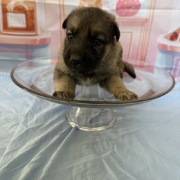 Tart - Sable female German Shepherd puppy in Magnolia, Texas from K & Q Shepherds