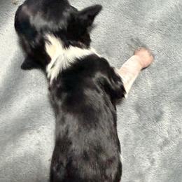Mae - Blue and cream female Dachshund puppy in Horatio, Arkansas from Rockin F6 Miniature Dachsunds