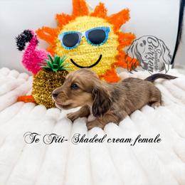 Te Fiti - Cream female Dachshund puppy in Prairieville, Louisiana from Southern Barron Danes & Dachshunds