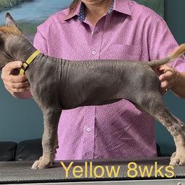 Yellow hairless girl - Bronze female Xoloitzcuintli puppy in Traverse City Area, Michigan from Kingslee Kennels