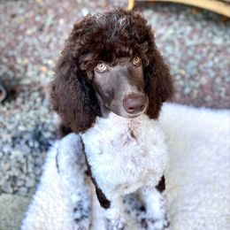 Faith - Parti female Poodle puppy in Wilkes Barre, Pennsylvania from Apricity Poodles