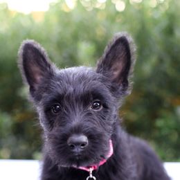 Shona - Black female Scottish Terrier puppy in Mount Joy, Pennsylvania from K&M Kennel