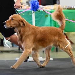 Golden Retriever puppies from Az K9 Companions
