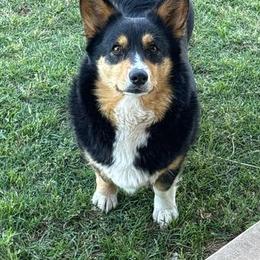 Della - Pembroke Welsh Corgi