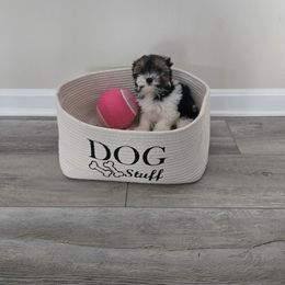 Biggie - Black tan and white female Biewer Terrier puppy in Annapolis, Maryland from Nala & Co. Biewer Terriers