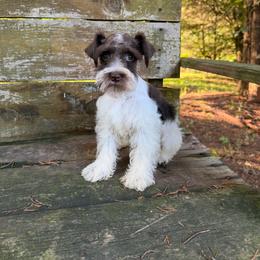 Janet - Parti female Miniature Schnauzer puppy in Clover, South Carolina from Bobo’s Babies Kennels